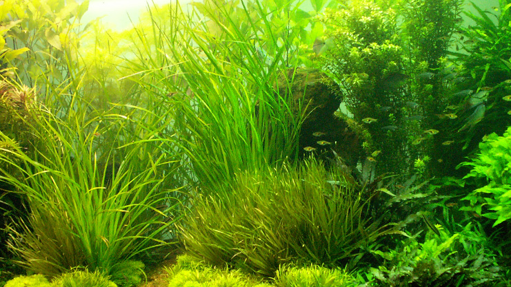 Anaerobic Bacteria in Freshwater Aquariums