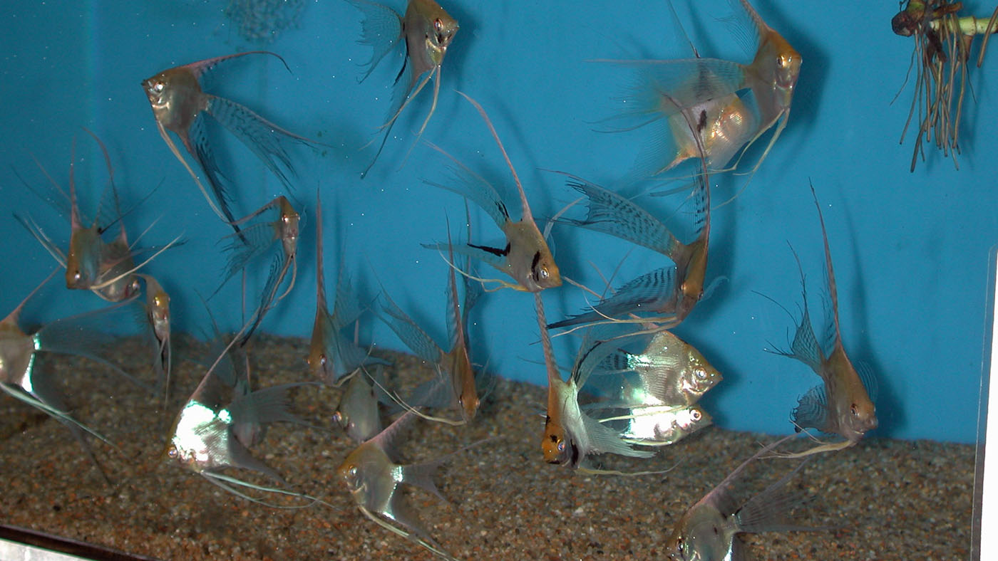 Angelfish produced at Aquaworld Aquarium