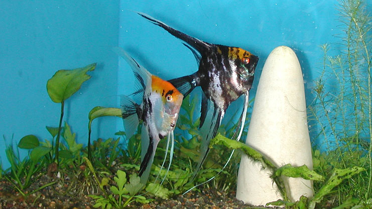 Koi Angelfish pair