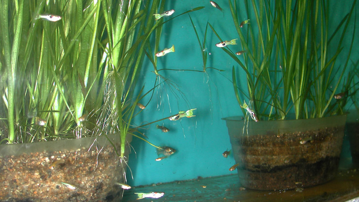 California Tiger Endler's Livebearer