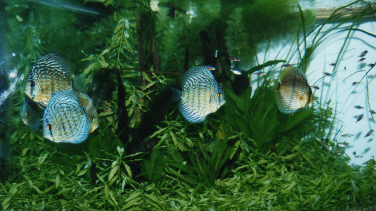 Cichlids in the Planted Aquarium