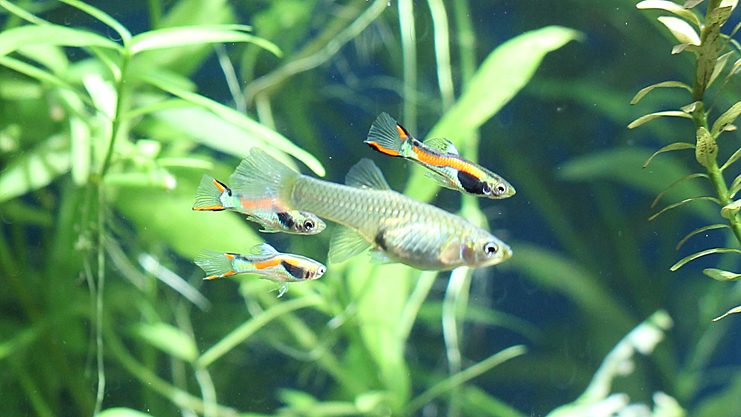 Endler's Livebearer
                            It's a Guppy!