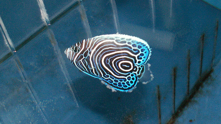 Emperor Angelfish with Lymphocystis