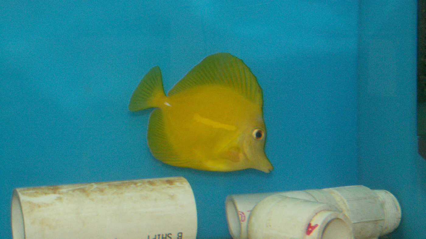 yellow tang Zebrasoma flavescens