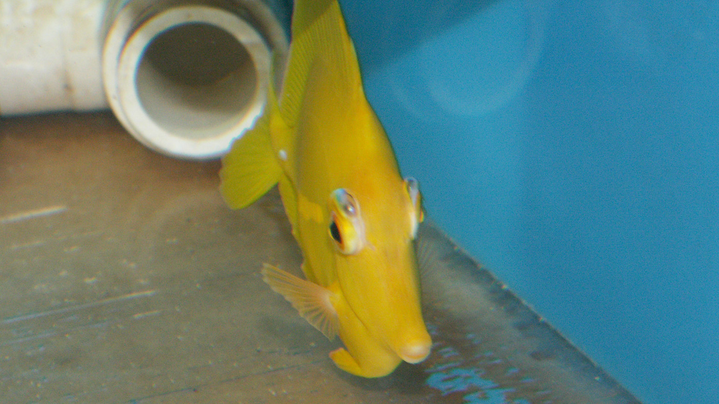 yellow tang Zebrasoma flavescens