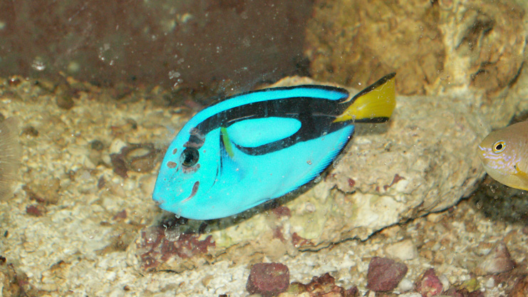Blue Tang Paracanthurus hepatus with Marine Fish Head and Lateral Line Erosion