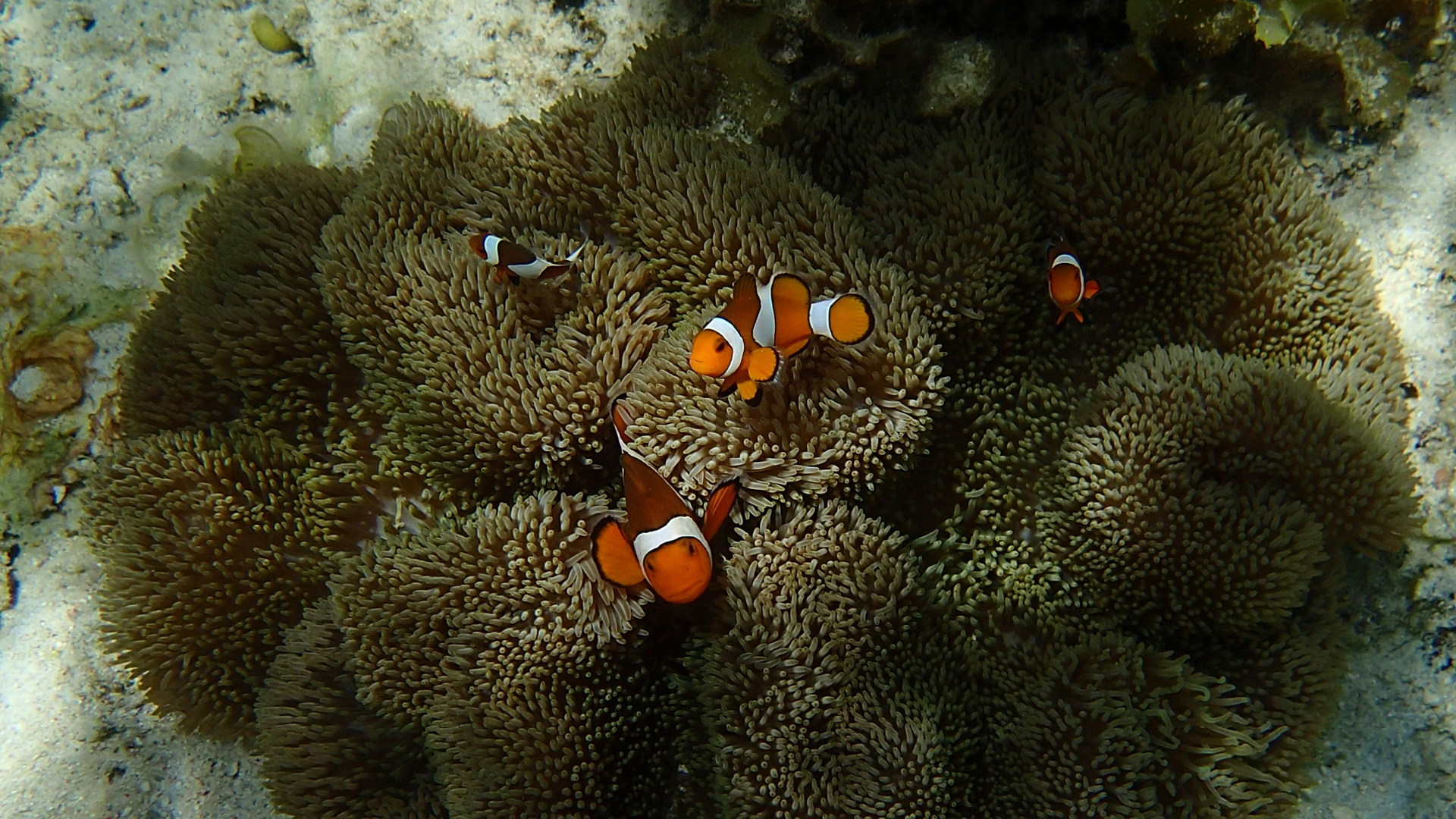 Amphiprion ocellaris (ocellaris clownfish) with Stichodactyla gigantea (giant carpet anemone)