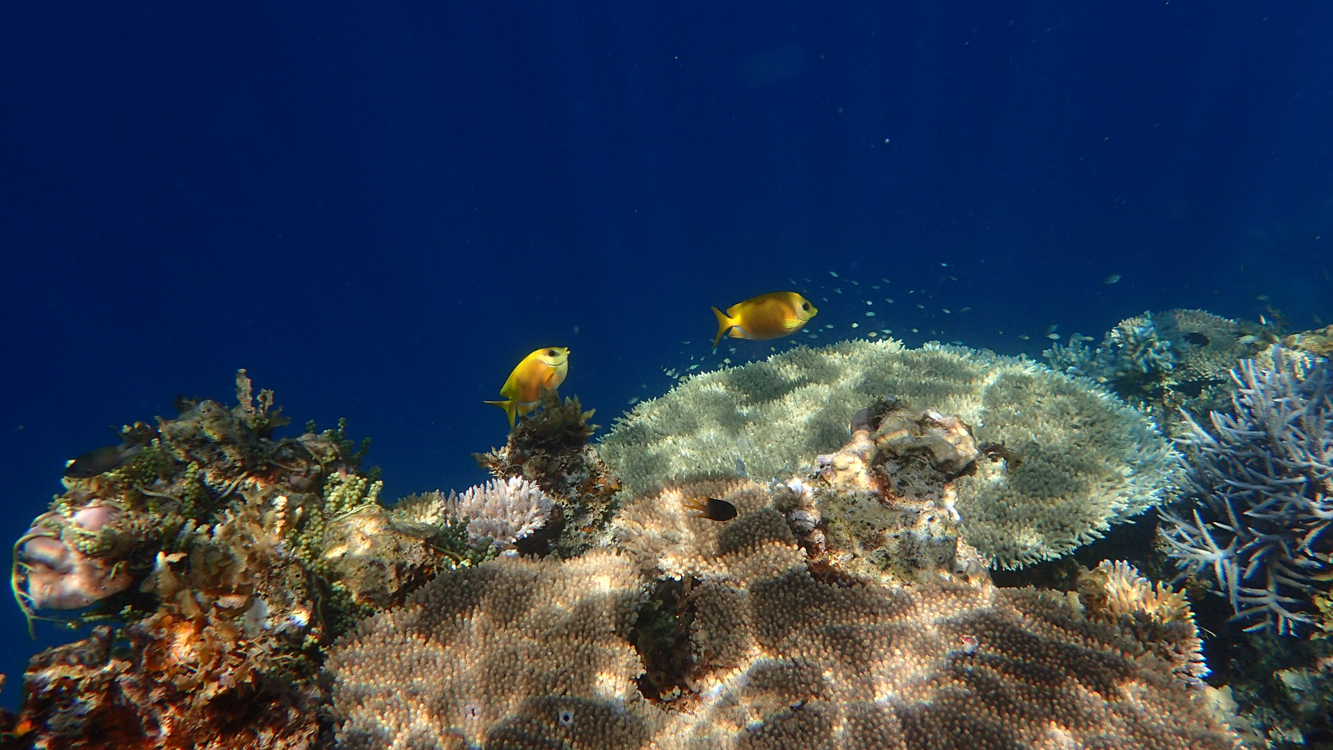 Siganus corallinus