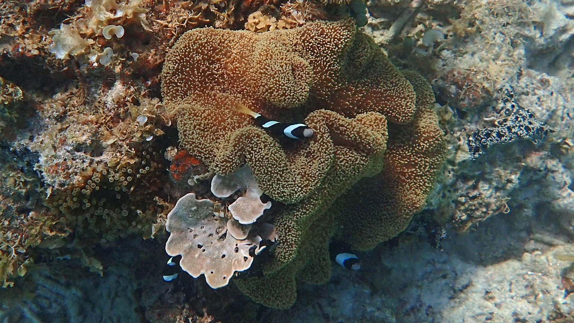 Amphiprion clarkii (Clark's clownfish) go between a Stichodactyla mertensii (Merten's carpet) and  a Entacmaea quadricolor (bubble anemone)