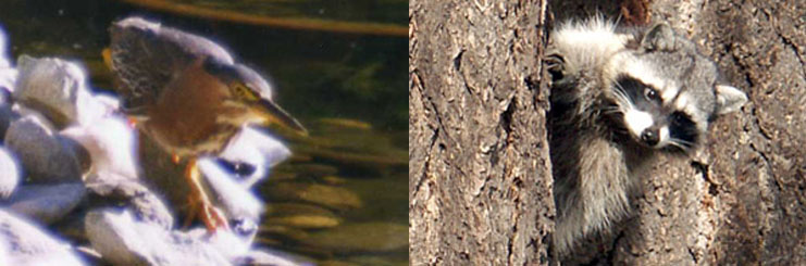 Green heron