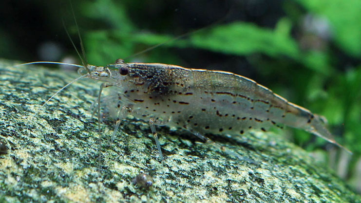 Potassium Toxicity in Freshwater Shrimp