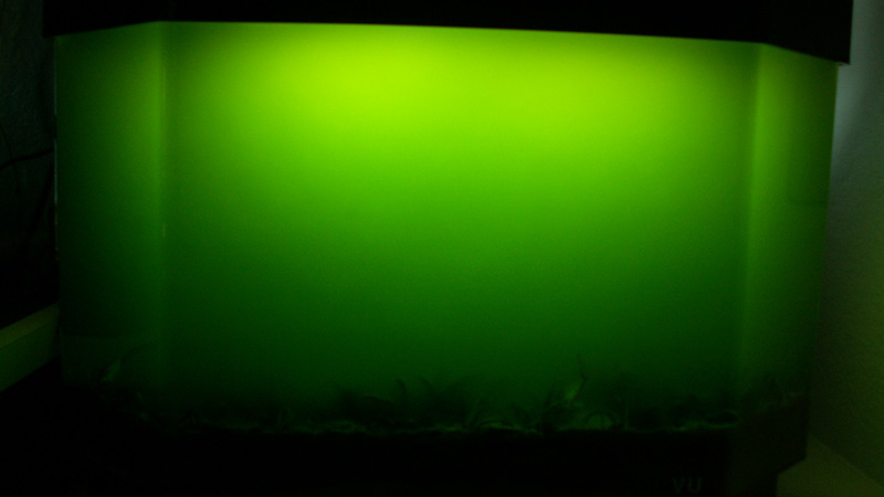 Green water algae