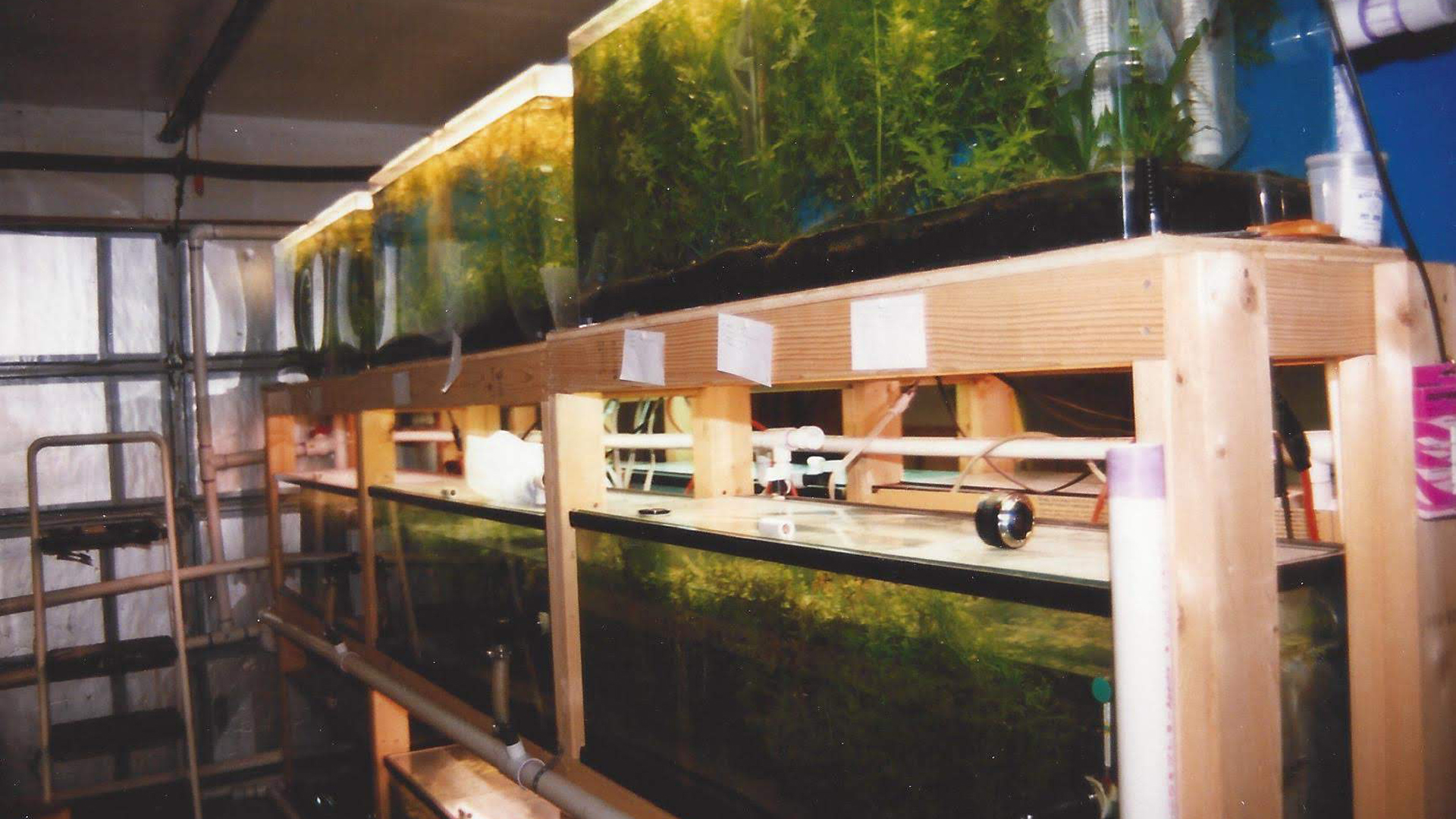 Endler's Livebearer hatchery