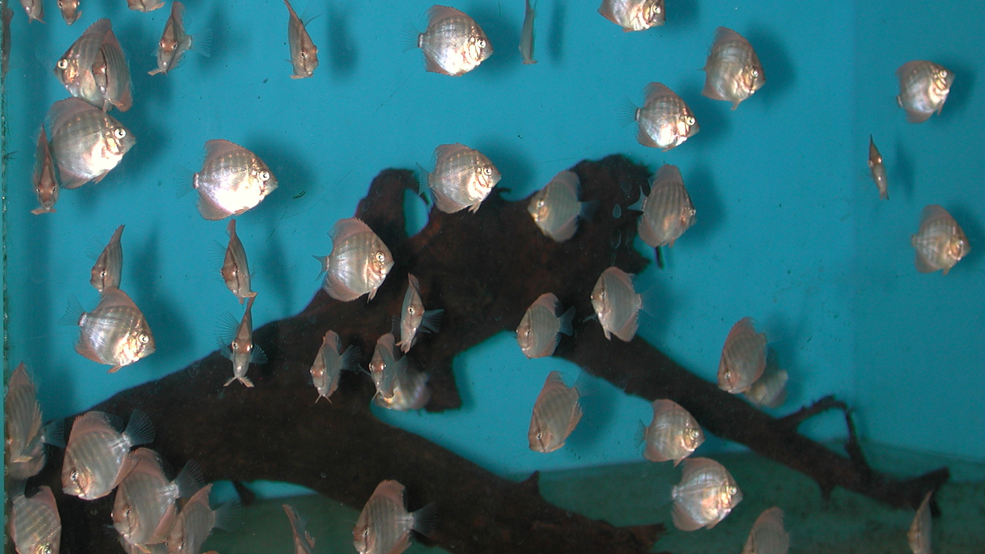 Juvenile discus produced at Aquaworld Aquarium