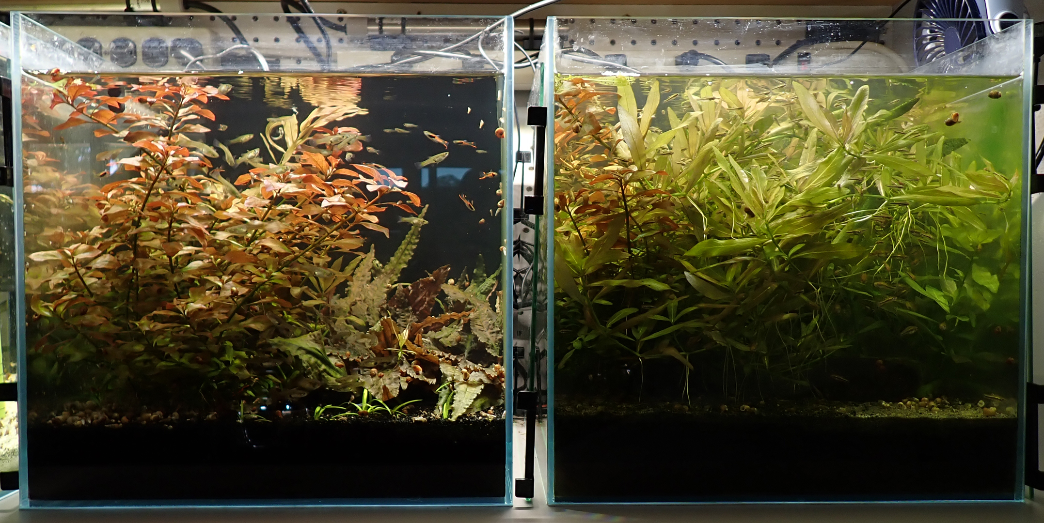 Twelve days after starting ethanol carbon dosing.