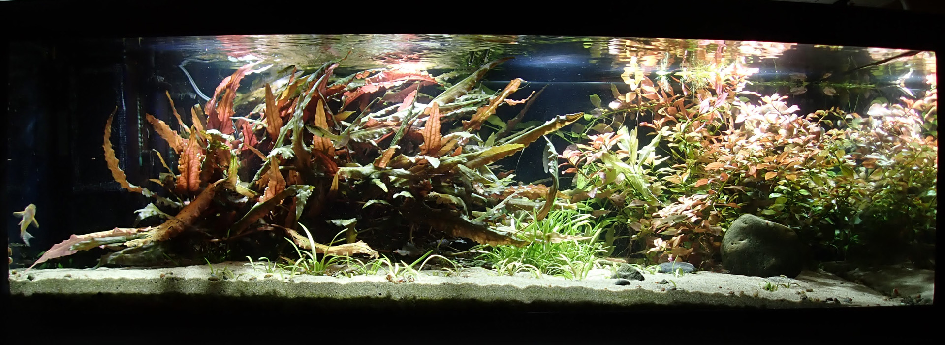 114 L (30 gallon) display aquarium used for verifying organic carbon dosing efficacy.