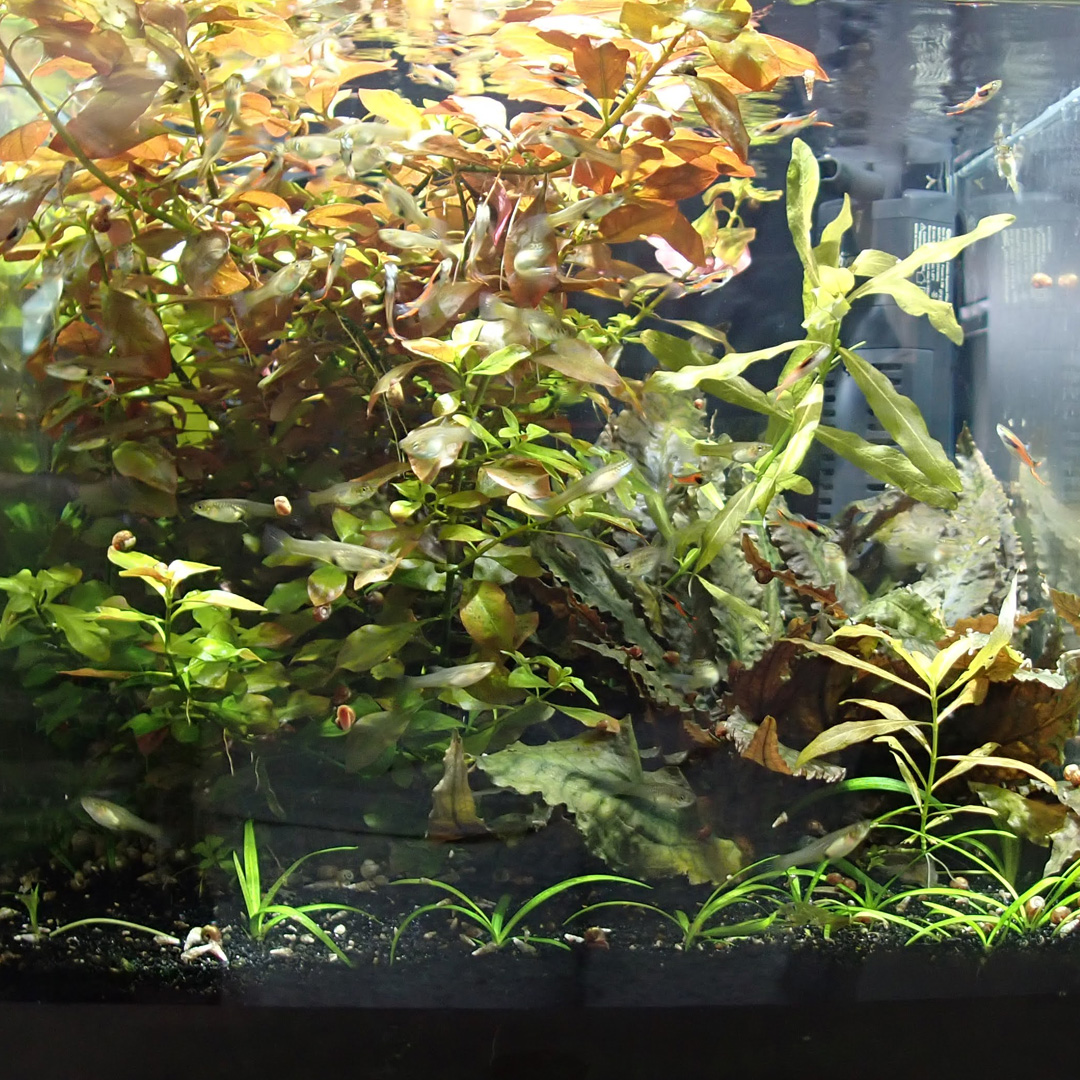 Middle tank used for freshwater organic carbon dosing.