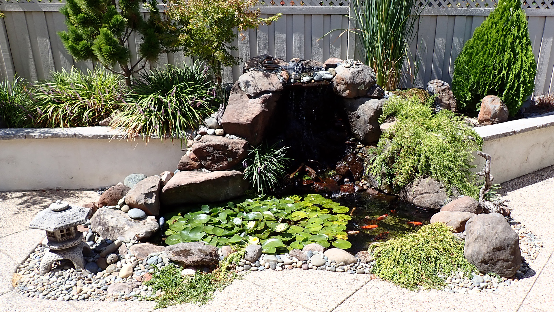 Overstocked 1250 L (330 gallon) outdoor goldfish pond used for verifying organic carbon dosing efficacy.